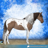 Horse Color:Liver Red Dun Tobiano Rabicano 