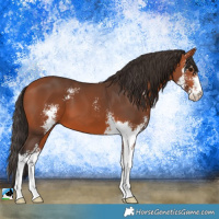 Horse Color:Bay Sabino 