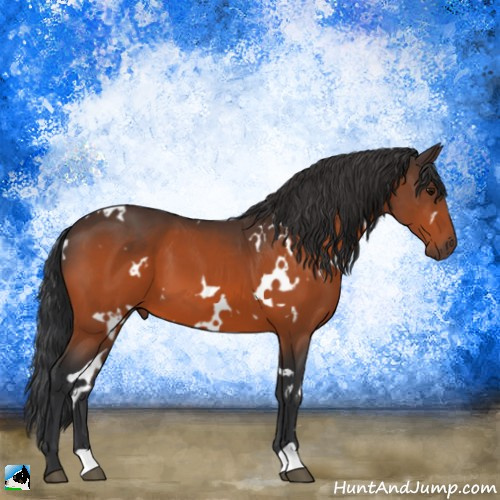 Horse Color:White Spotted Bay 
