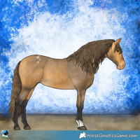 Horse Color:Buckskin Appaloosa 