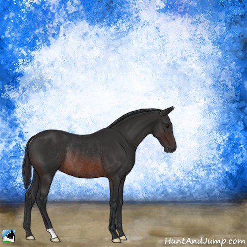 Horse Color:Brown Rabicano 