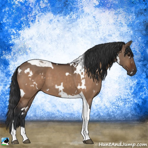 Horse Color:White Spotted Bay Dun Tobiano 