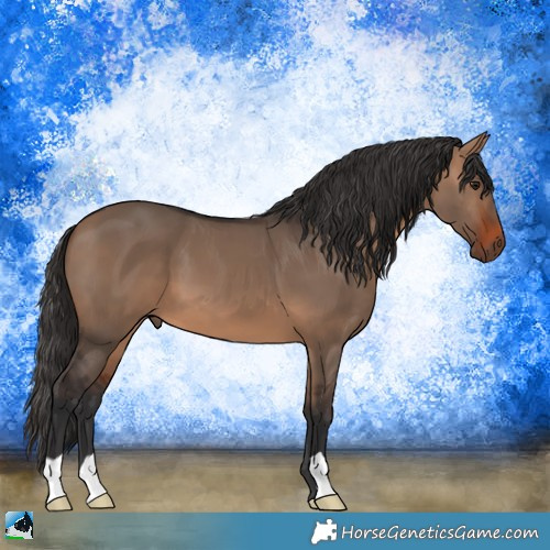 Horse Color:Brown Dun 