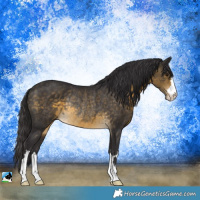 Horse Color:Buckskin Rabicano
