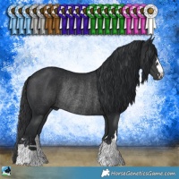 Horse Color:Black Rabicano 