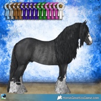 Horse Color:Black Rabicano