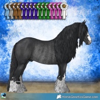 Horse Color:Black Rabicano