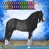 Horse Color:Black Rabicano