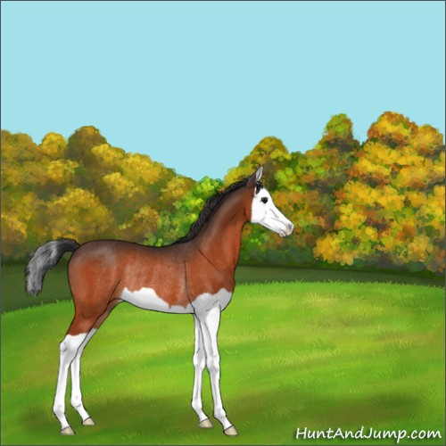 Horse Color:Bay Splash Rabicano 