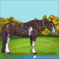 Horse Color:Gray Nacre White Spotted Black  and Gray Painted Chocolate Smoky Black Sabino 