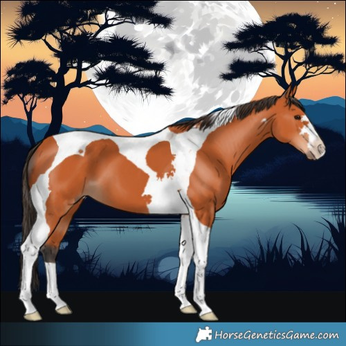 Horse Color:Bay Tobiano 