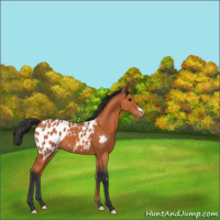 Horse Color:Bay Appaloosa