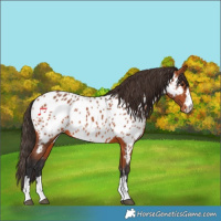 Horse Color:Bay Appaloosa 