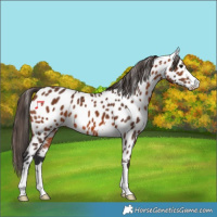 Horse Color:Bay Near Leopard