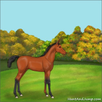 Horse Color:Bay 