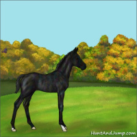 Horse Color:Midnight Blue Roan Rabicano 