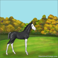 Horse Color:Black Splash 