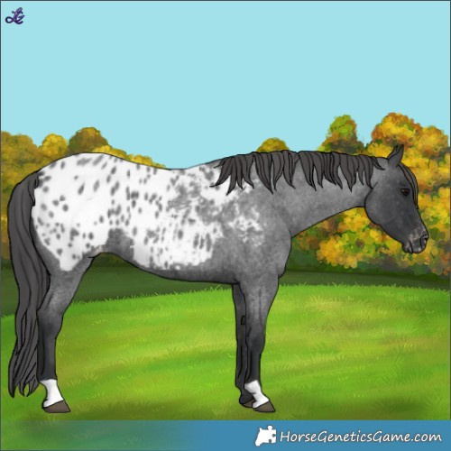Horse Color:Blue Roan Appaloosa 