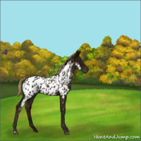 Horse Color:Midnight Chestnut Near Leopard 
