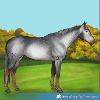 Horse Color:Gray Liver Chestnut 