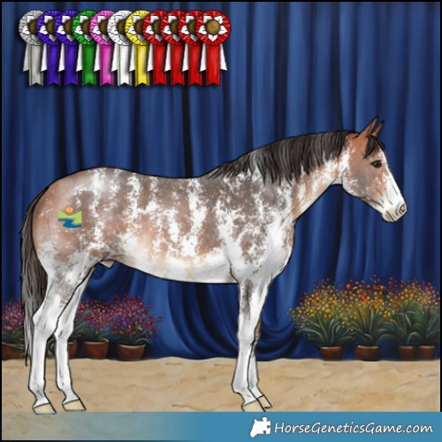 Horse Color:Bay Sabino 