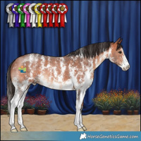 Horse Color:Bay Sabino