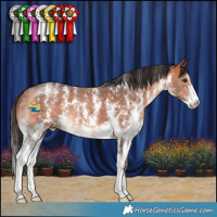 Horse Color:Bay Sabino 