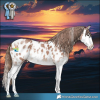 Horse Color:Chestnut Sabino Splash Appaloosa 