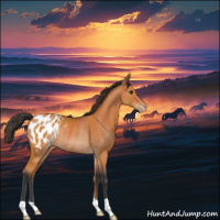 Horse Color:Bay Appaloosa Rabicano 