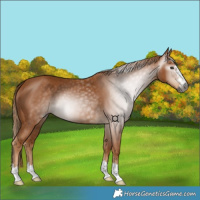 Horse Color:Gray Chestnut 