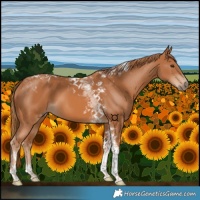 Horse Color:Chestnut Tobiano 