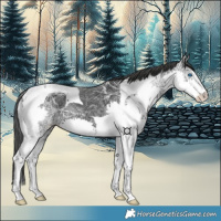 Horse Color:Black Ice Splash Tobiano