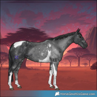 Horse Color:Black Tobiano