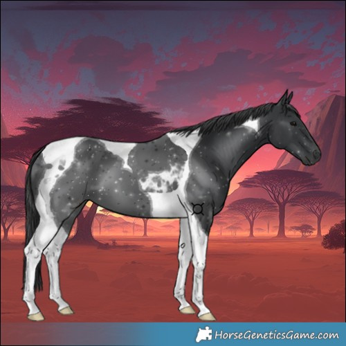 Horse Color:Black Tobiano 