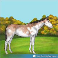 Horse Color:Bay Splash 