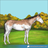 Horse Color:Bay Splash 