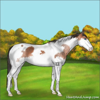 Horse Color:Bay Splash Tobiano