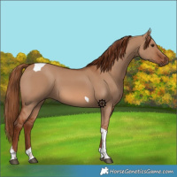 Horse Color:Red Dun Tobiano 
