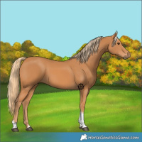 Horse Color:Chestnut Sabino Tobiano