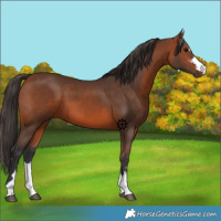Horse Color:Bay 