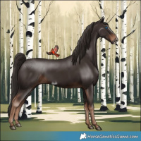 Horse Color:Liver Chestnut Frame 
