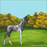 Horse Color:Blue Roan Tobiano