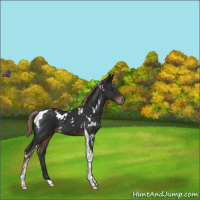 Horse Color:White Spotted Liver Chestnut Tobiano 