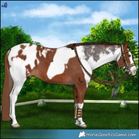 Horse Color:Liver Chestnut Sabino Splash Appaloosa  and Chestnut Splash Appaloosa 