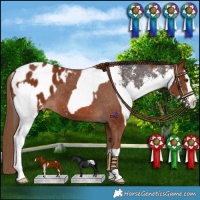Horse Color:Liver Chestnut Sabino Splash Snowcap  and Chestnut Splash Blanket 