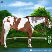 Horse Color:Liver Chestnut Sabino Splash Appaloosa and Chestnut Splash Appaloosa