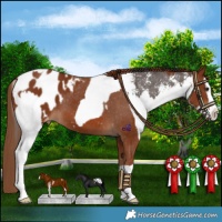 Horse Color:Liver Chestnut Sabino Splash Appaloosa  and Chestnut Splash Appaloosa 