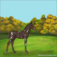 Horse Color:White Spotted Liver Chestnut 