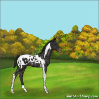 Horse Color:Liver Chestnut Tobiano Appaloosa 