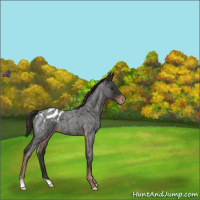 Horse Color:Liver Red Roan Appaloosa 